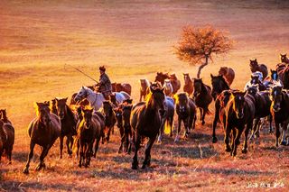 行摄坝上，今秋醉美风光，错过了再等一年！（游记）