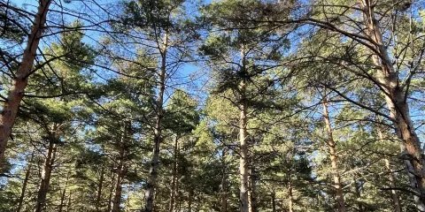 黑河高峯森林公園