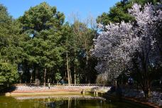 金殿公园赏花-昆明-牛奶海