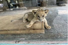 上海野生动物园暑期一日游