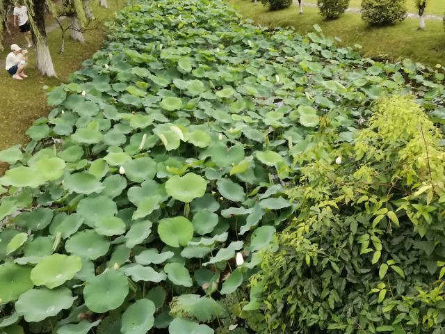 上海崇明荷花博览园旅行图片 3