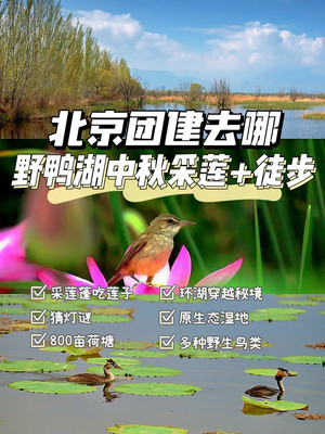 北京团建去哪｜中秋野鸭湖采莲穿越秘境