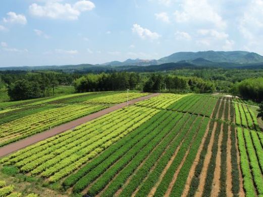 茅山茶海