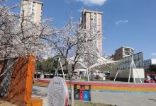 青杨公园景点图片