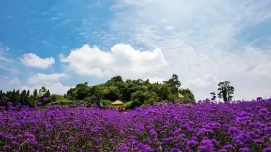 薰衣草花海