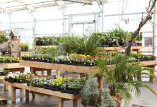 Lowe's Garden Center购物图片