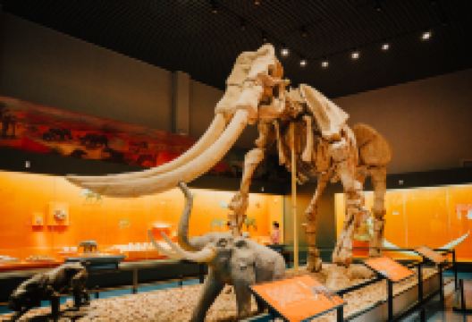 安徽省博物馆老馆景点图片