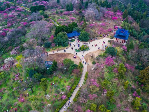 梅花山