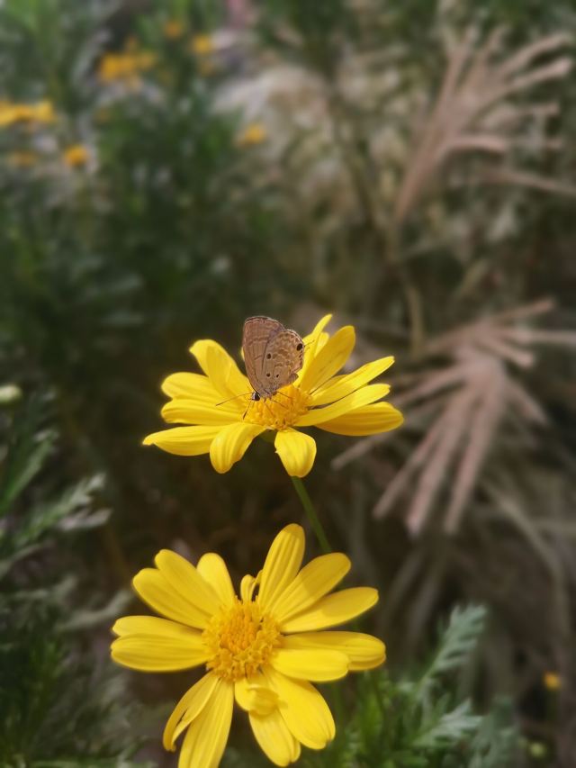 蓬莱公园旅行图片 1