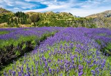 Ben Lomond Lavender景点图片