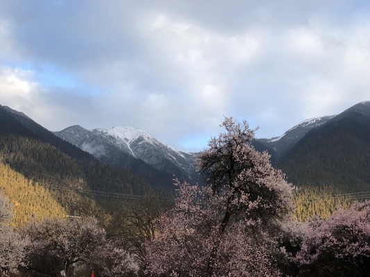 最美人间四月天－－林芝桃花赏景私家路线