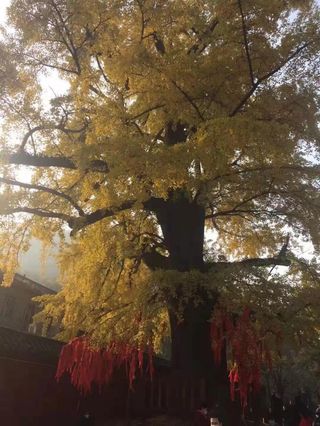 宜昌周边当阳玉泉寺一日游寺庙烧香祈祷