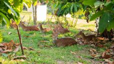 阿信巧克力农场-屏东