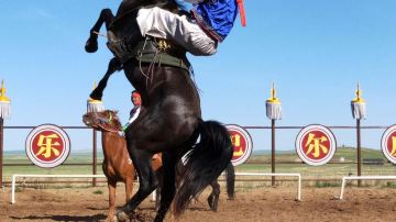The Dance of Horses - Grand Equestrian Show