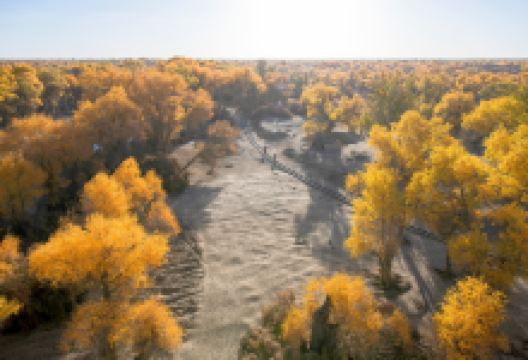 胡杨公园景点图片