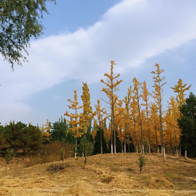 中关村公园旅行图片 8