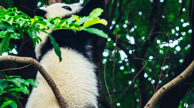 乐山+黄龙溪古镇+都江堰+成都大熊猫繁育研究基地2日1晚跟团游·真纯玩无猫腻+逛古镇+全程贴心管家+优选导游放心出游+成都三环内包接
