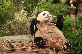 自驾成都6日游，吃喝住行全分享