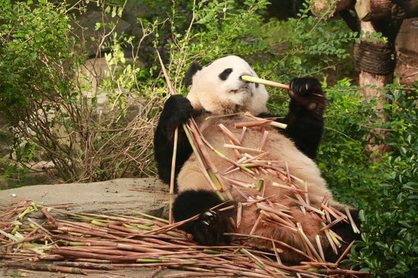 自驾成都6日游,吃喝住行全分享