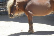 America's Teaching Zoo at Moorpark College景点图片