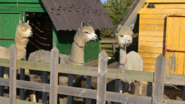 小羊肖恩羊驼牧场