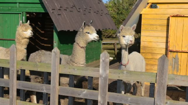 小羊肖恩羊駝牧場