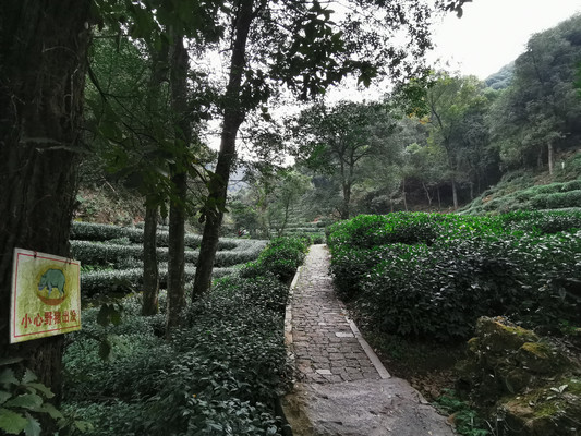 杭州登山线路之十:九溪林海亭-小康坞-贵人峰-虎跑行迹