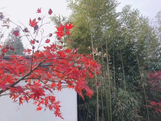 秋日出游攻略！相约西楚古城 邂逅浪漫秋天
