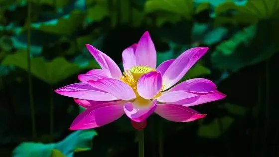 船石湖