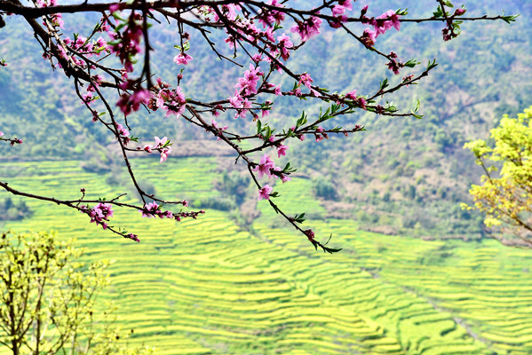 走马观花：皖南、婺源、开化、千岛湖