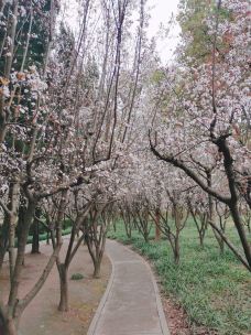 黄兴公园-上海-实叶熏