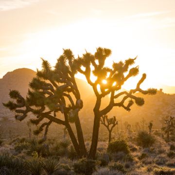 美国旧金山+洛杉矶+圣地亚哥+西雅图+拉斯维加斯+优胜美地国家公园+羚羊峡谷14日13晚拼小团