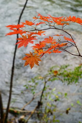 枫叶红了长白山（本溪，老边沟）