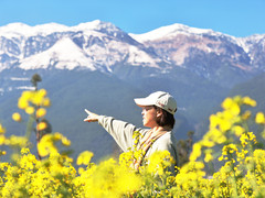 喜洲镇游记图片] 大理喜洲的油菜花要开了！你知道吗？