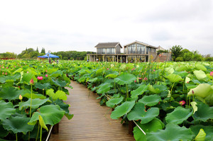 金山区游记图文-“足不出沪”之再游金山篇