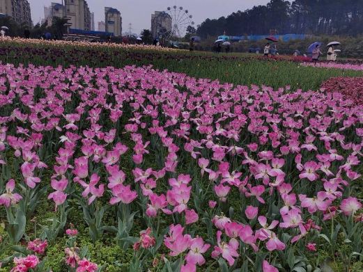 湘南植物园