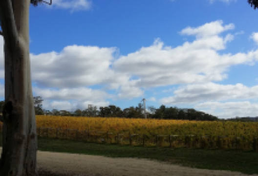 Blackjack Wines景点图片