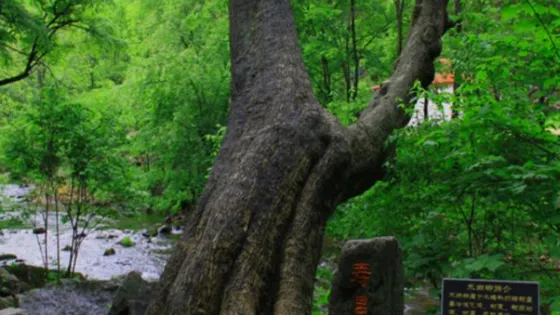壽星樹