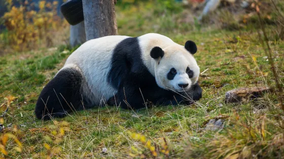 甲勿海大熊貓保護研究園