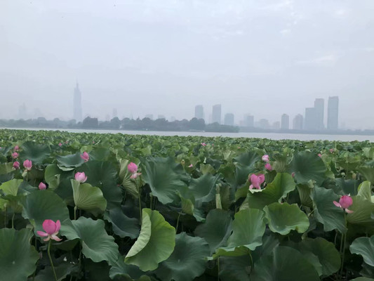 一句梧桐美,种满南京城