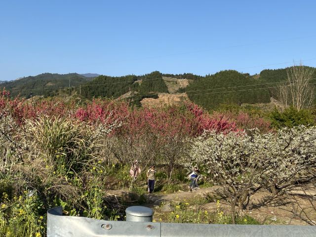 九峰镇花海旅行图片 6