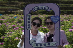 凤冈游记图片] 去山间撒野，来花田采花 #玫瑰花采摘体验艺术节#