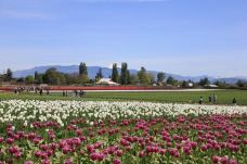 斯卡吉山谷-斯卡吉特县-小思文