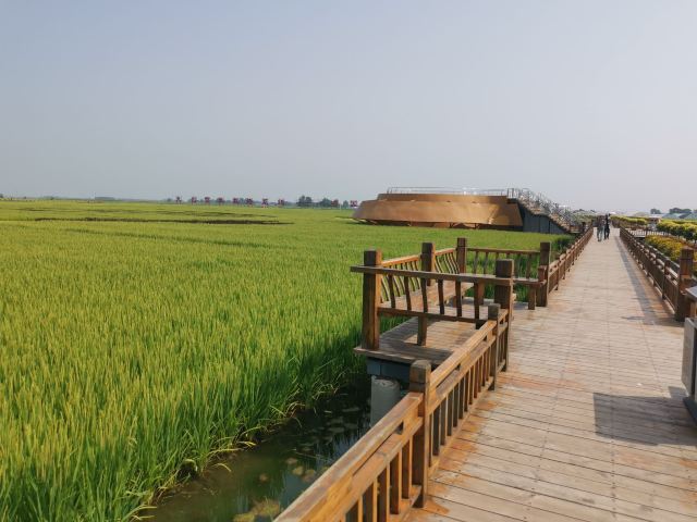红光稻田公园旅行图片 2