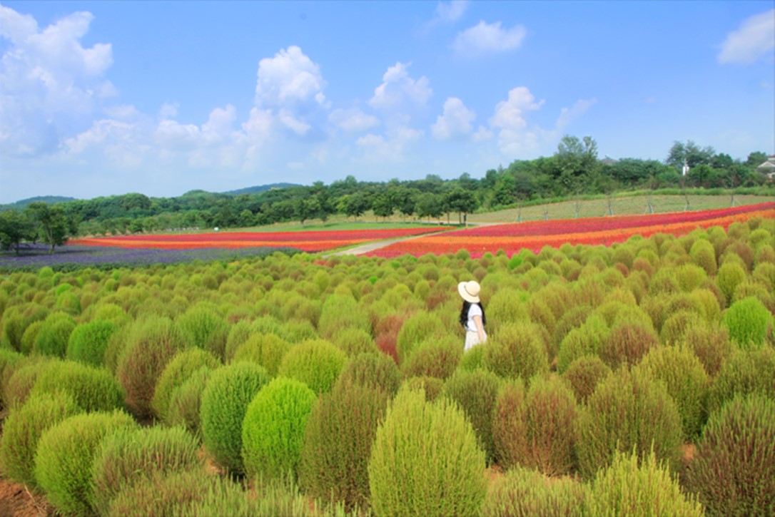 伏热花海庄园景点图片