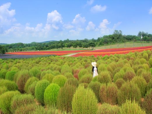 伏热花海庄园