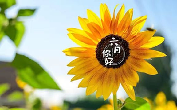 鸟与树林，六月人间。