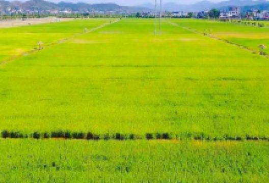 永乐江国家湿地公园景点图片