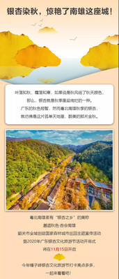 银杏染秋,满树挂满黄金叶,南雄赏银杏正当时!