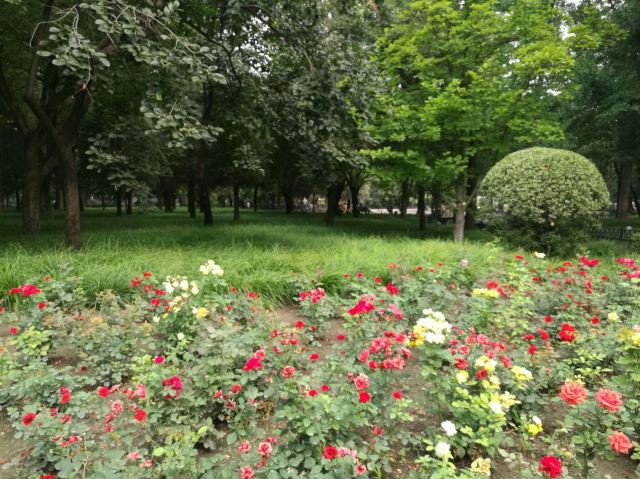 北京东单公园游玩攻略简介,北京东单公园门票/地址/图片/开放时间/照片/门票价格【携程攻略】